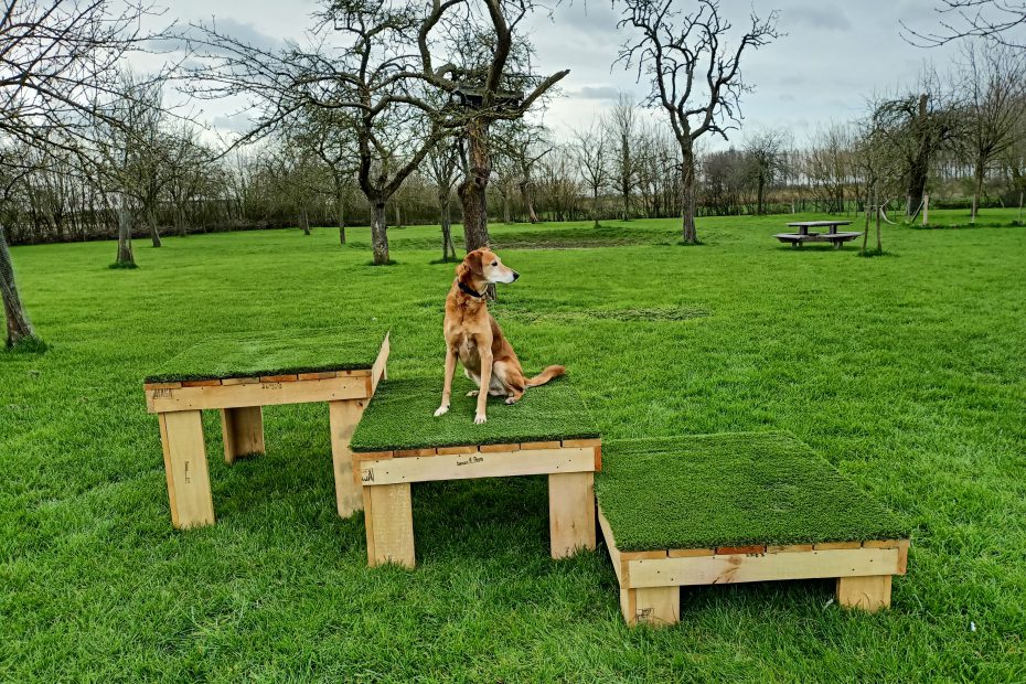 Obstakels-Springen-Spelen-Honden