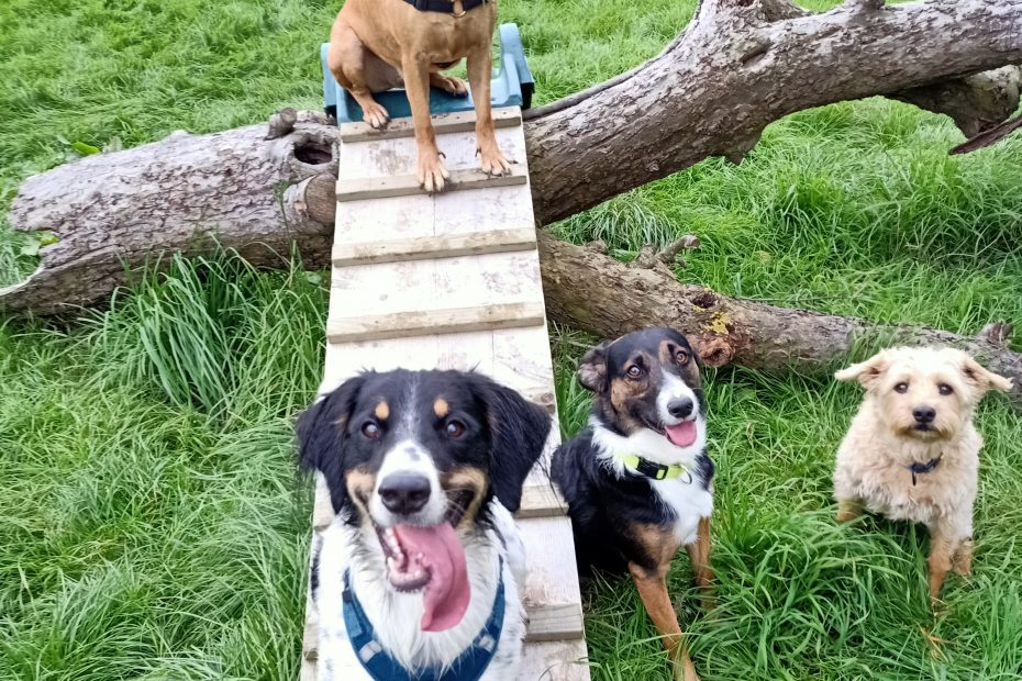 Obstakels-Trap-Honden-Hond-Spelen