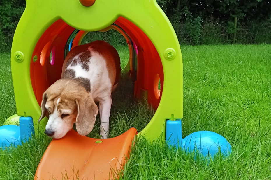 Speelweide-Spelen-Tunnel-Hondenuitlaatservice