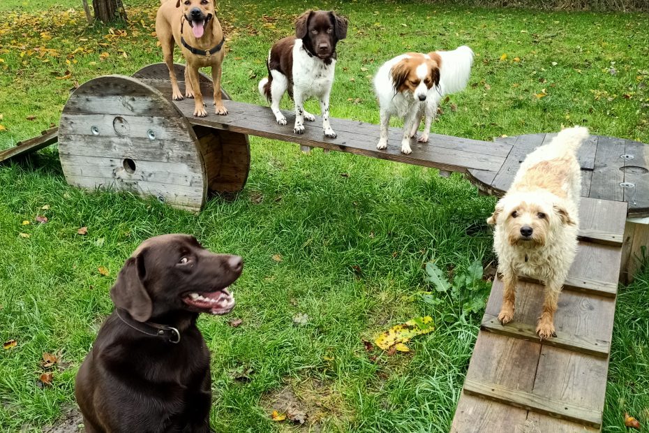 Spelen-Klimmen-Klauteren-Ravotten-Hond-Honden