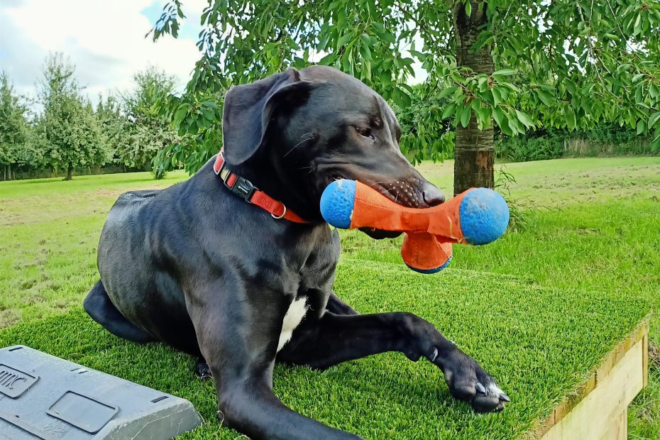 Spelen-Speelweide-Hondenuitlaat-Service-Zuud-Beveland