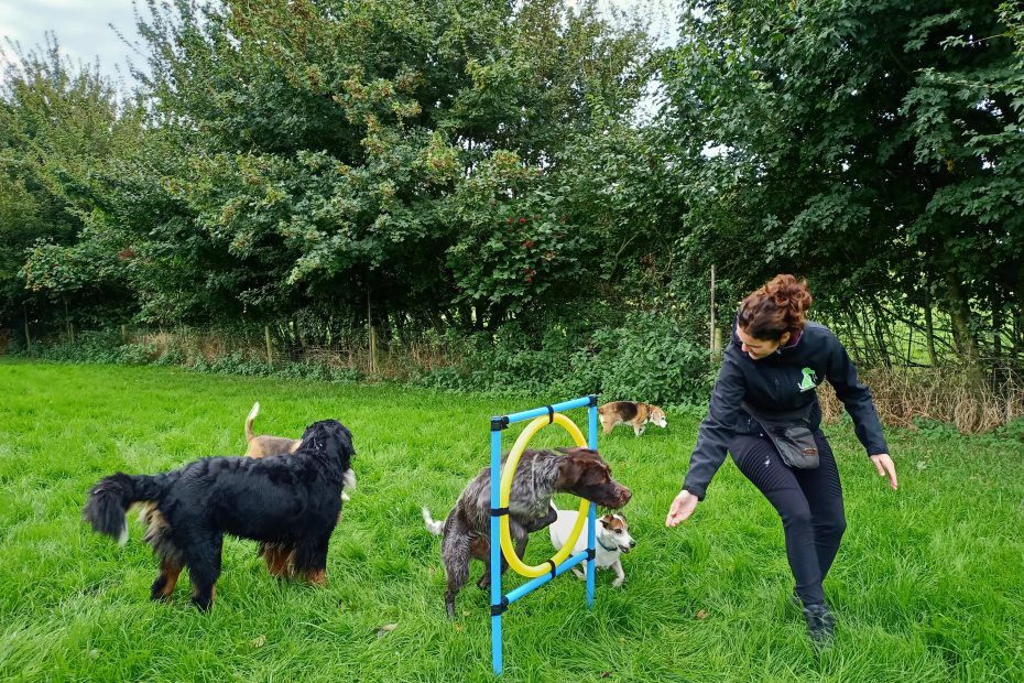 Springen-Training-Hondenuitlaatservice