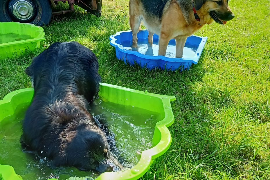 Zwemmen-Ravotten-Hondenuitlaatservice